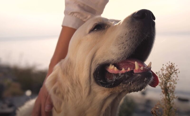 Treatment of Mouth Cancer in Dogs