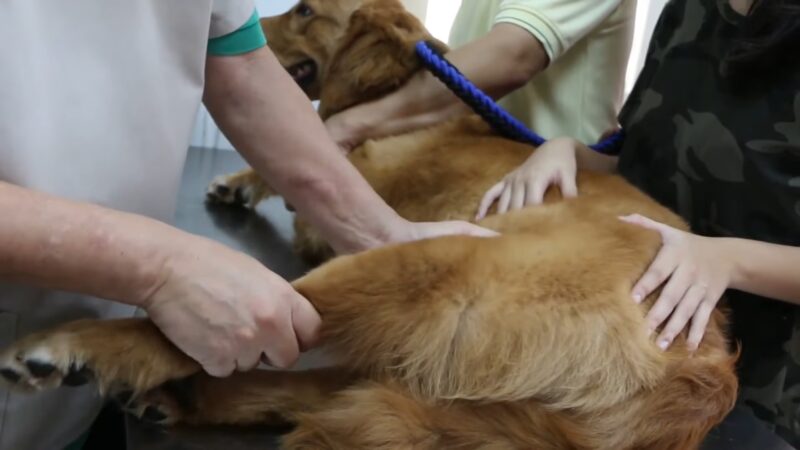 Hip Dysplasia In Dogs