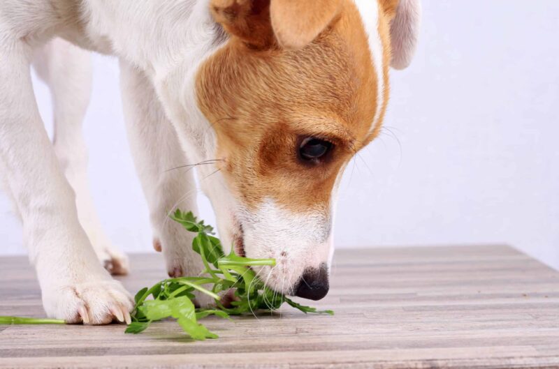 dog eating thyme